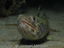 Sand Diver, PR. by Abimael Márquez 